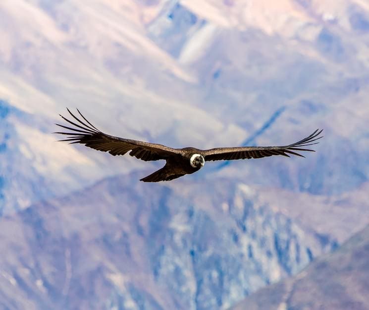 From Cusco: Arequipa & Colca Canyon Trek 3D/4N