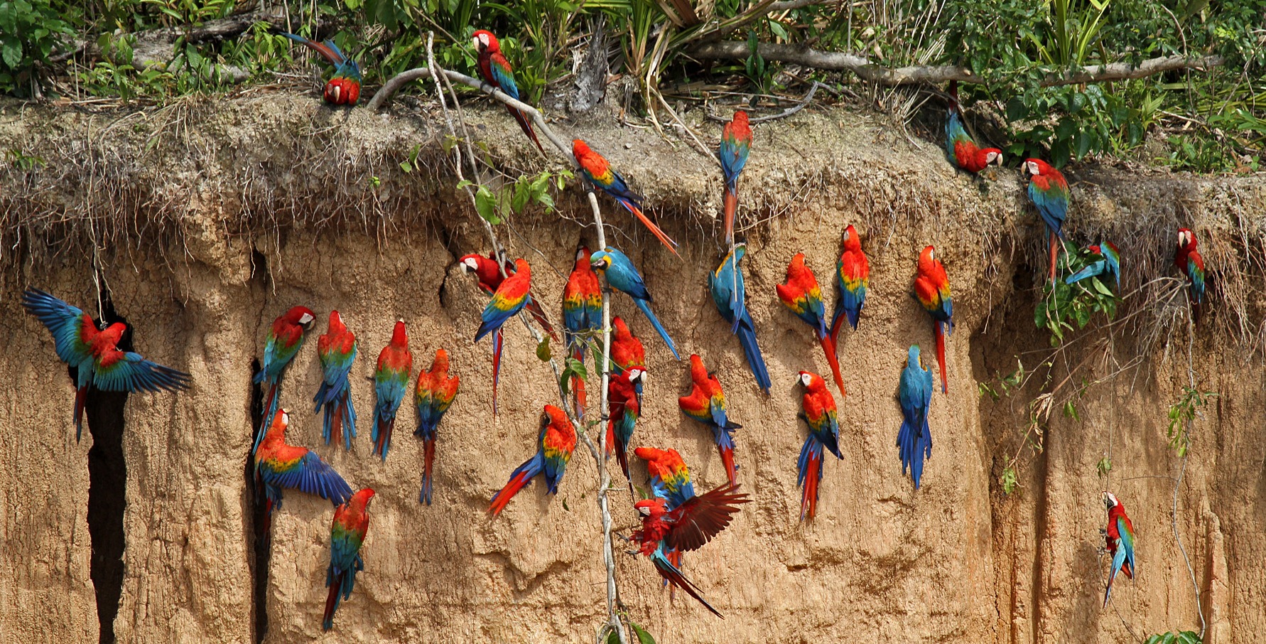 Macaw Claw Lick & Sandoval Lake 4D/3N