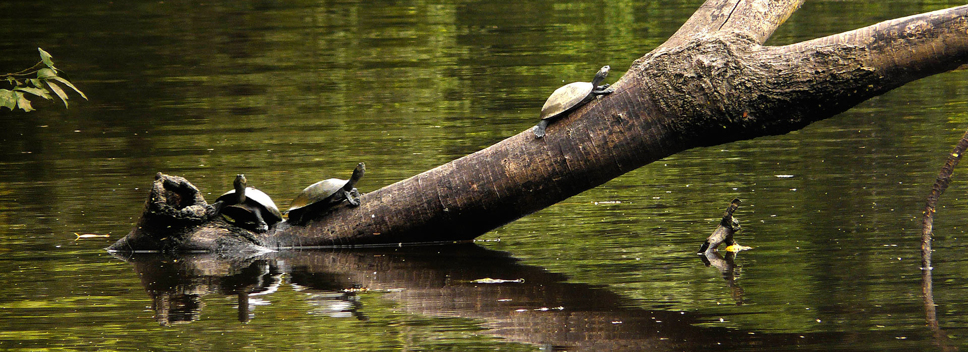 Tambopata & Sandoval lake 4D/3N